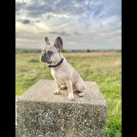 French Bulldog