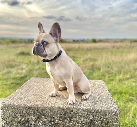 French Bulldog