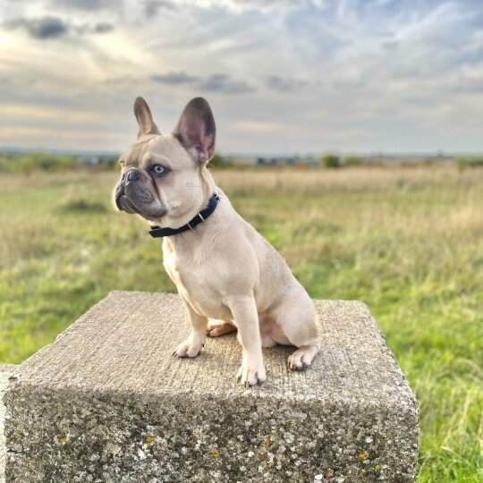 French Bulldog