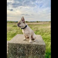 French Bulldog