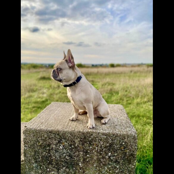 French Bulldog