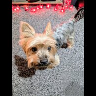 Yorkshire Terrier