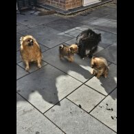 Pomeranian - Dogs