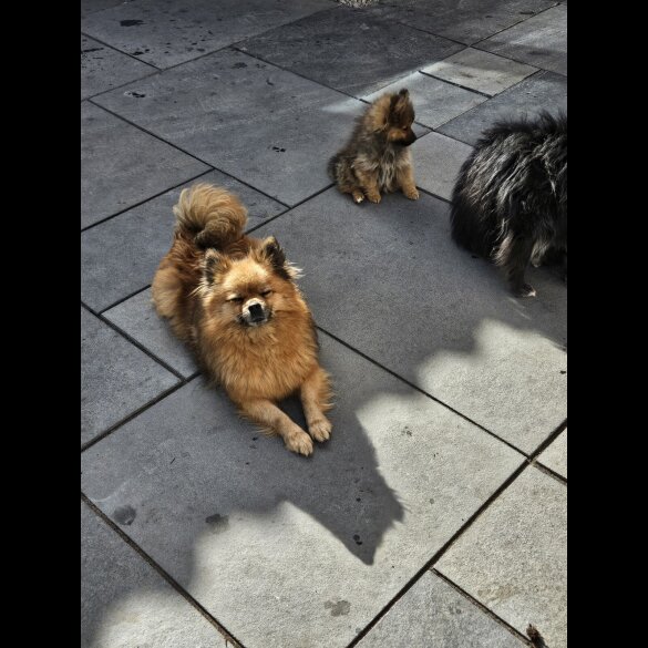 Pomeranian - Dogs