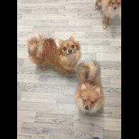 Pomeranian - Both