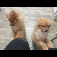 Pomeranian - Both