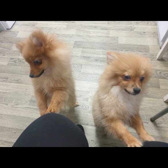 Pomeranian - Both