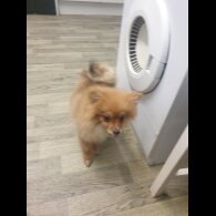 Pomeranian - Both