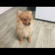 Pomeranian - Both