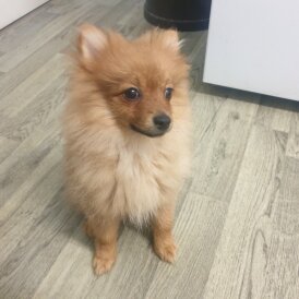 Pomeranian - Both