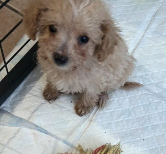 Poochon