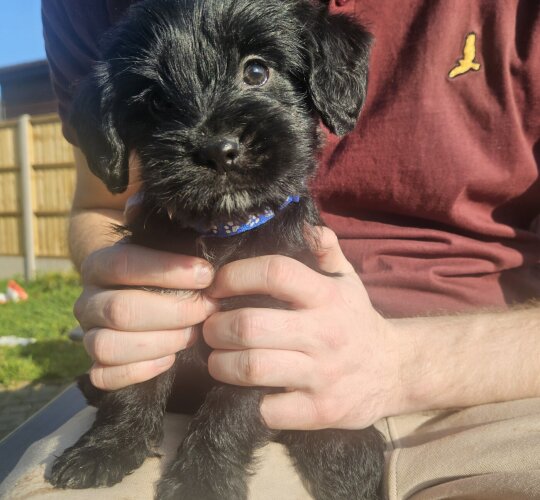 Cocker Spaniel (Working &amp; Show)