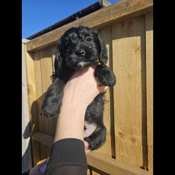 Cocker Spaniel (Working &amp; Show) - Both