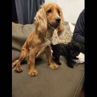 Cocker Spaniel (Working &amp; Show) - Both