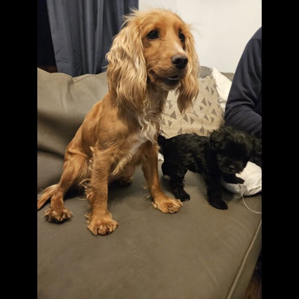 Cocker Spaniel (Working &amp; Show) - Both