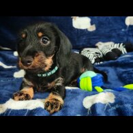 Dachshund (Standard &amp; Miniature) - Dogs