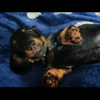 Dachshund (Standard &amp; Miniature) - Dogs