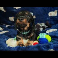 Dachshund (Standard &amp; Miniature) - Dogs