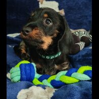 Dachshund (Standard &amp; Miniature) - Dogs