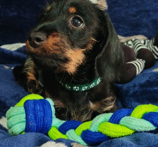 Dachshund (Standard &amp; Miniature)