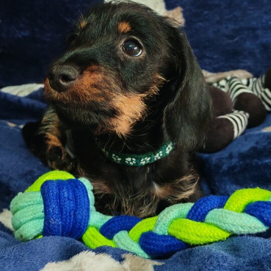 Dachshund (Standard &amp; Miniature) - Dogs