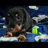 Dachshund (Standard &amp; Miniature) - Dogs