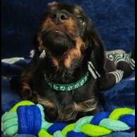 Dachshund (Standard &amp; Miniature) - Dogs