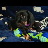 Dachshund (Standard &amp; Miniature) - Dogs