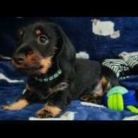 Dachshund (Standard &amp; Miniature) - Dogs