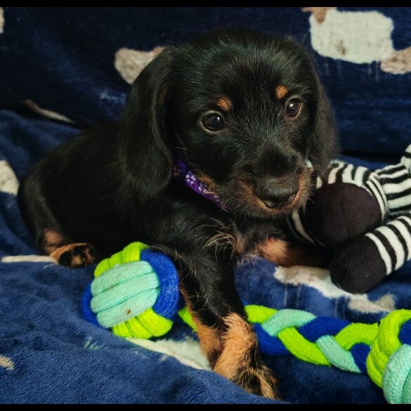 Dachshund (Standard &amp; Miniature) - Dogs