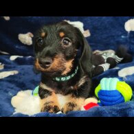 Dachshund (Standard &amp; Miniature) - Dogs