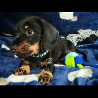 Dachshund (Standard &amp; Miniature) - Dogs