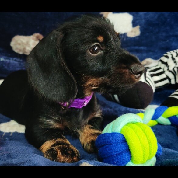 Dachshund (Standard &amp; Miniature) - Dogs