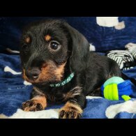 Dachshund (Standard &amp; Miniature) - Dogs