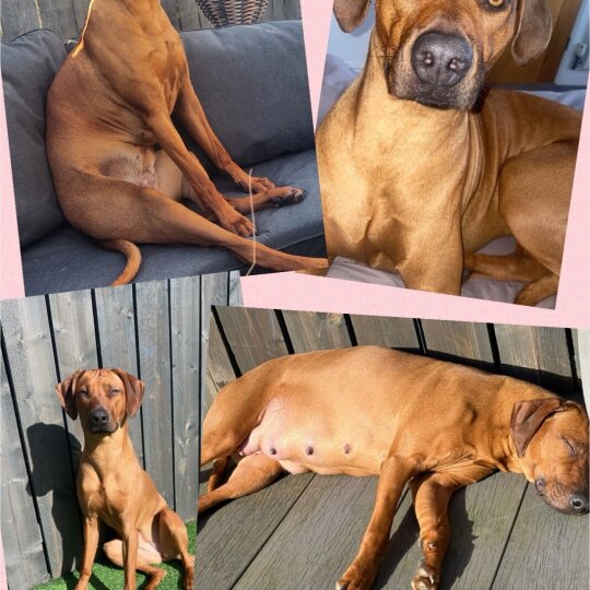 Rhodesian Ridgeback - Both