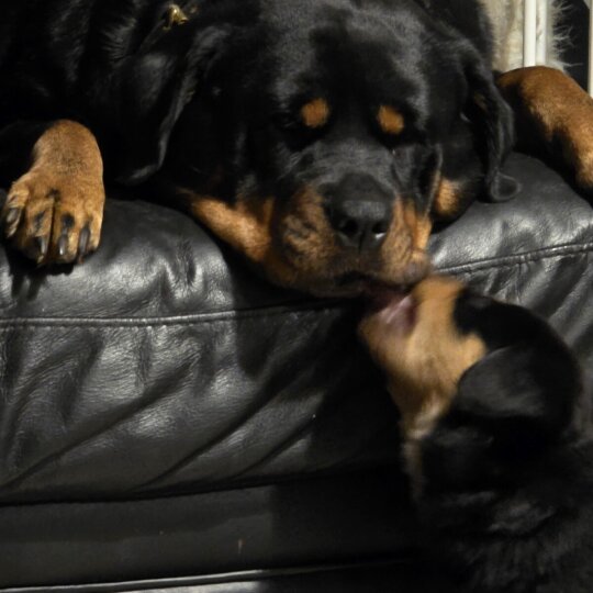 Rottweiler - Both