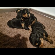 Rottweiler - Both