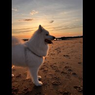 Samoyed - Dogs