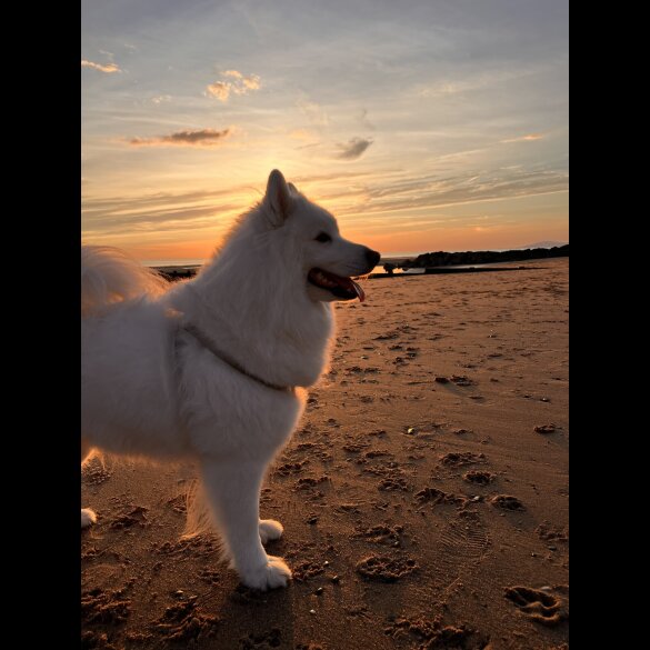 Samoyed - Dogs