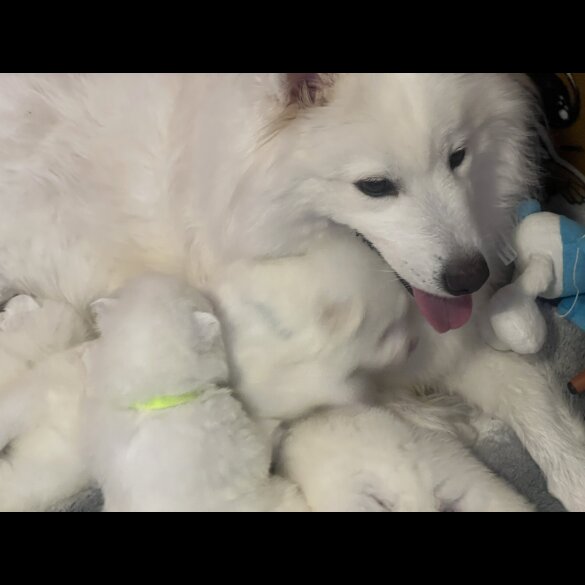 Samoyed - Dogs