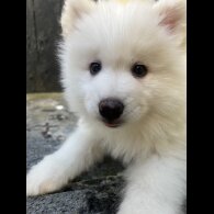 Samoyed - Dogs