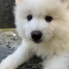 Samoyed - Dogs