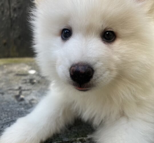 Samoyed