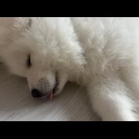 Samoyed - Dogs