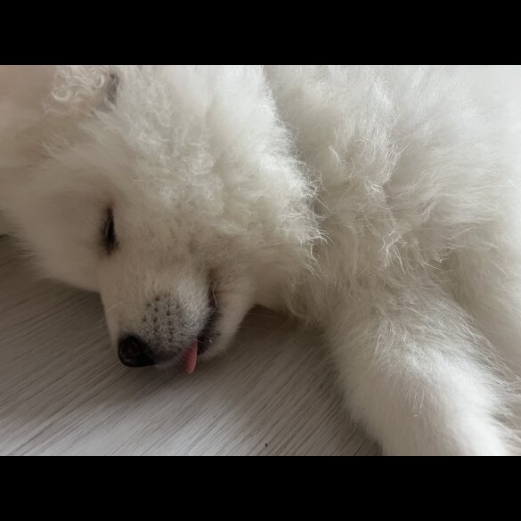 Samoyed - Dogs