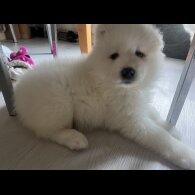 Samoyed - Dogs