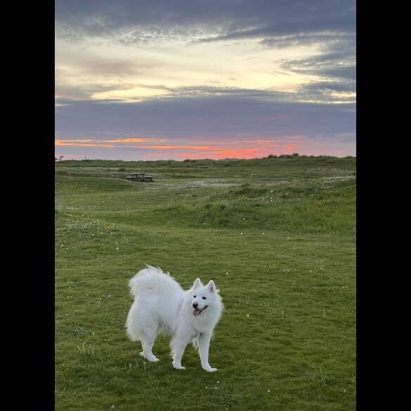 Samoyed - Dogs