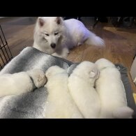 Samoyed - Dogs