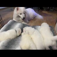 Samoyed - Dogs