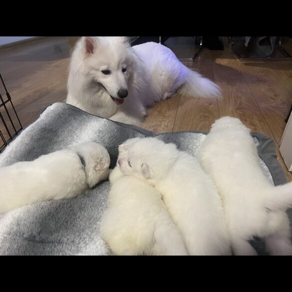 Samoyed - Dogs